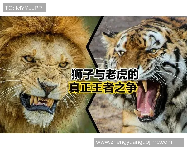 布琳狮子与东方狮子之争谁才是真正的狮子王者
